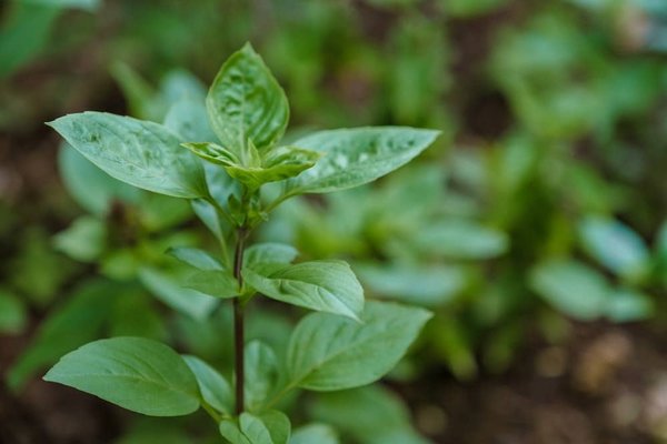 Comment calculer l'empreinte écologique de votre alimentation et la réduire ?