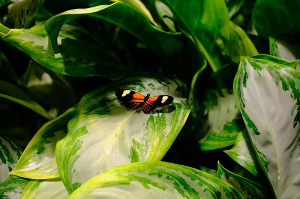 Quelles méthodes pour rédiger une biographie familiale captivante ?